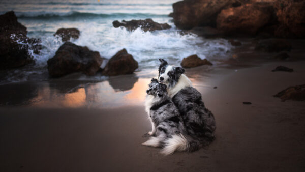 Wallpaper Ocean, Dog, Background, Sand, Two, White, Black, Are, Sitting, Dogs