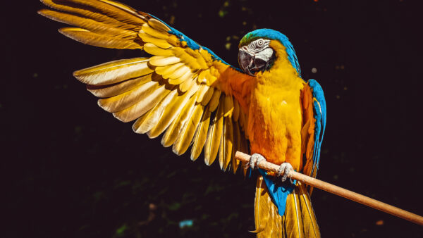 Wallpaper Bird, Blue, Wing, Yellow, Birds, Black, Macaw, With, Open, Background