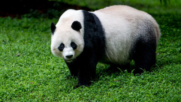 Wallpaper Black, Big, Green, White, Panda, Grass