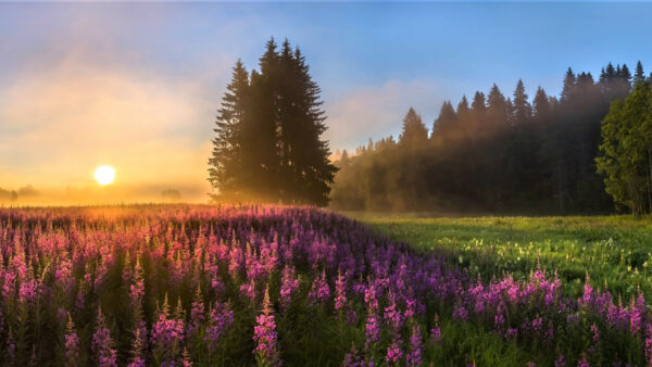 Wallpaper Sky, Blue, Flowers, Under, During, Sunset, Field, Trees, Beautiful, Purple, Green