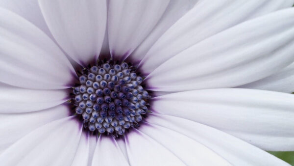 Wallpaper Background, Blossom, Desktop, Closeup, View, Flower, Spring, White