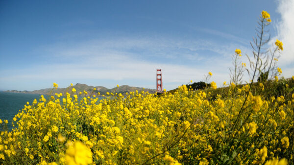Wallpaper Mobile, View, Flowers, Desktop, Yellow, Blue, Sky, Field, Mountain, Under, And, Landscape