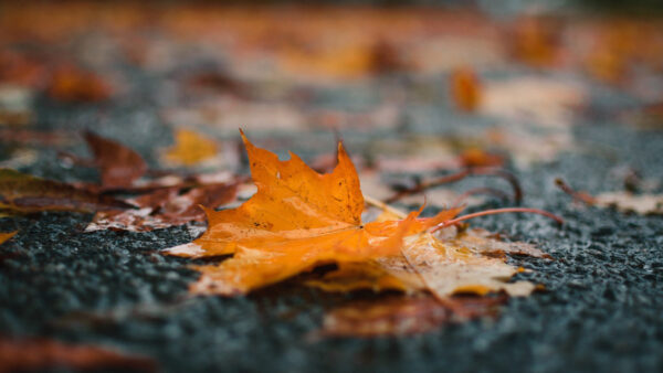 Wallpaper Blur, Rain, Road, Puddle, Fallen, View, Autumn, Leaves, Yellow, Background, Closeup, Nature