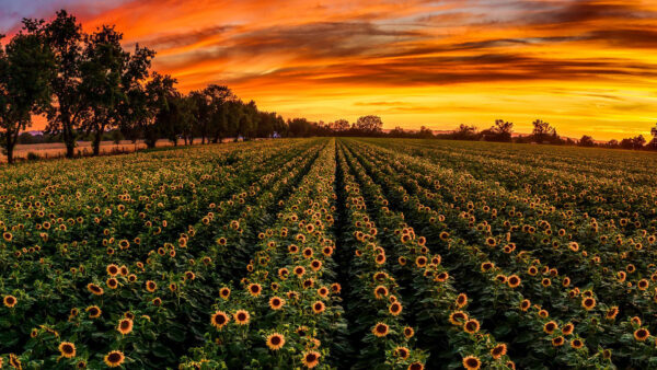Wallpaper Clouds, Sunset, Yellow, Sky, Under, Summer, During, Field, Sunflower, Black, Flowers