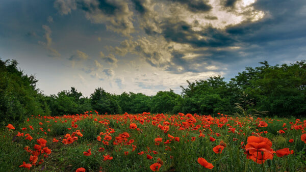 Wallpaper Under, Poppy, Blue, Plants, Green, Common, Surrounded, Flowers, Trees, Red, White, Clouds, Sky