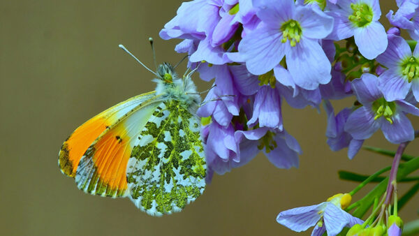 Wallpaper Butterfly, Background, Blur, Anthocharis, Flowers, Blue, Cardamines