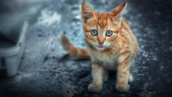 Wallpaper Cat, Road, Desktop, Sitting, Kitten, Brown