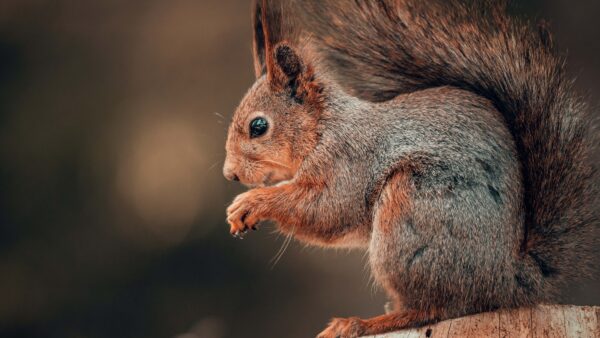 Wallpaper Squirrel, Background, Standing, Tree, Nuts, Trunk, Blur, Eating, Brown