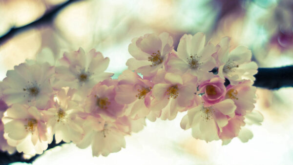 Wallpaper Pink, Blossom, Flowers, Spring, White