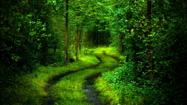 Wallpaper Field, Plants, Trees, Bushes, Nature, Beautiful, Grass, Scenery, Green