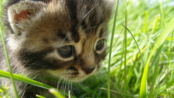 Wallpaper Cute, Brown, View, Kitten, Green, Black, Closeup, Grass, Cat