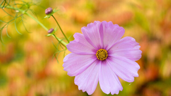 Wallpaper Background, Light, Flowers, Blur, Cosmos, Pink, Yellow, Green, Flower, Petals