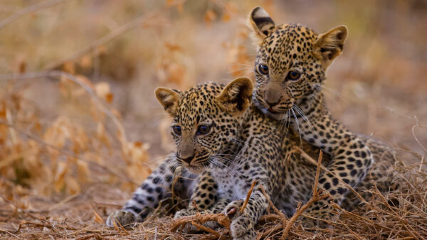 Wallpaper Background, Cubs, Sitting, Two, Leopard, Blur