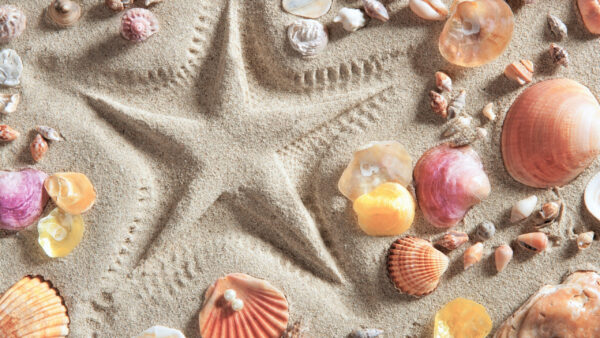 Wallpaper Sand, Snails, Beach, Clams, Oysters, Nature