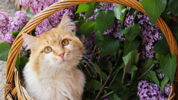 Wallpaper Brown, With, Stare, Cat, Look, Purple, Flowers, Background, White