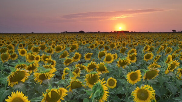 Wallpaper Clouds, Green, Sky, Pink, Field, Light, Background, Sunflower, During, Sunset, Sunflowers, Leaves