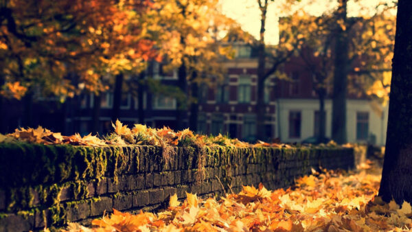 Wallpaper Covered, Autumn, Algae, Dry, Yellow, Background, House, Nature, Trees, Leaves, Fall, Blur, Brick, Stones