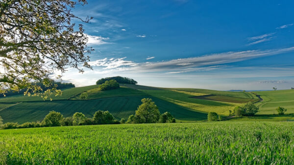 Wallpaper Green, Trees, Grass, Bushes, Plants, Sky, Slope, Blue, Nature, Field, Under, Sunrays