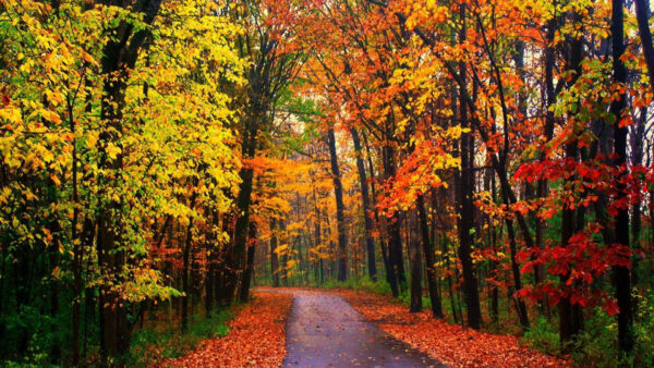 Wallpaper Yellow, Road, Between, Forest, Leaves, Red, Green, Fall, Autumn, Background