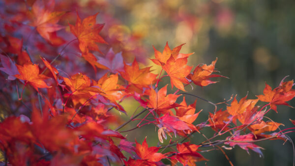 Wallpaper Desktop, Tree, Maple, Branches, Mobile, Colorful, Red, Leaves, Background, Bokeh, Blur, Nature