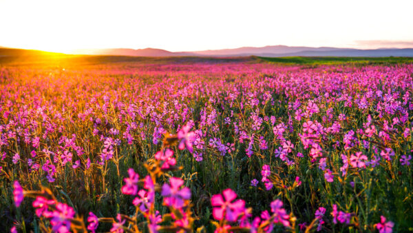 Wallpaper Field, Leaves, Plants, Sunset, Beautiful, During, Green, Flowers, Purple