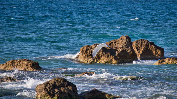 Wallpaper Stones, Nature, Flight, Rocks, Bird, Waves, Ocean