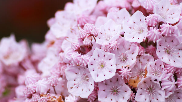 Wallpaper Background, Mountain, Pink, Flowers, Light, Laurel, Blur