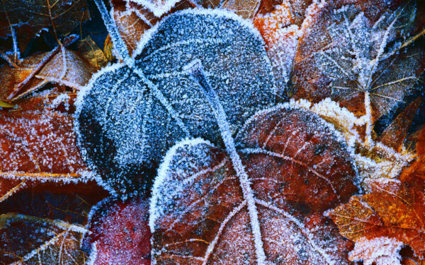 Wallpaper Leaves, Frosty, Autumn