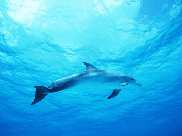 Wallpaper Deep, Dolphin, Blue