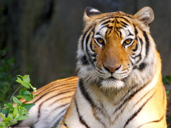 Wallpaper Beauty, Tiger