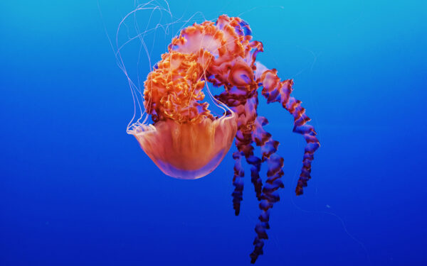 Wallpaper Monterey, Aquarium, Jellyfish, Bay