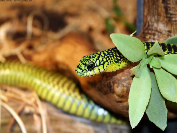 Wallpaper Green, Snake