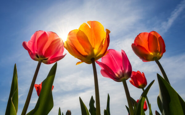 Wallpaper Blossom, Tulips