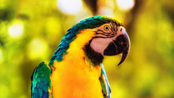 Wallpaper Macaw, Background, Cool, 4k, Bird, Animals, Desktop, Parrot, Birds, Pc, Wallpaper, Bright, Images, Branch