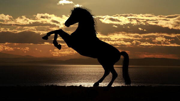 Wallpaper Images, 5k, Sea, Sunset, Background, Horse, Light, Desktop, Reflections, 4k, Animals, Pc, Cool
