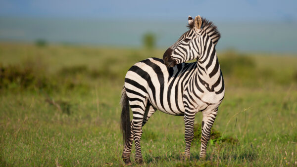 Wallpaper Background, Images, Cool, Free, Wallpaper, Pc, 4k, Download, Zebra, Animals, Desktop, Animal