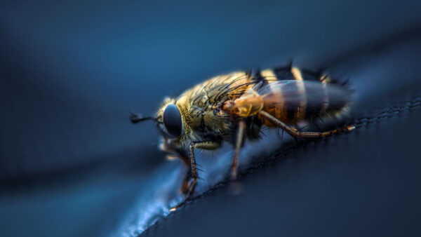 Wallpaper Eyes, Pc, Fly, Wallpaper, Images, Insect, Cool, 4k, Desktop, Macro, Animals, Background, Wings