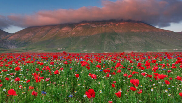 Wallpaper Near, Desktop, Flowers, Cloud, Mountain, Poppy, Meadow