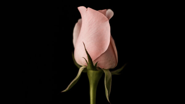 Wallpaper Black, Desktop, American, Mobile, With, Background, Rose, Pink, Flowers