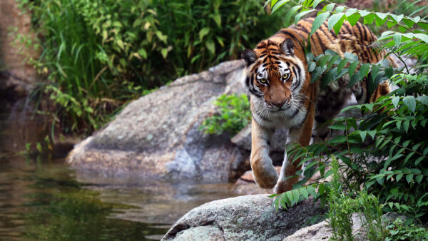 Wallpaper Road, Walking, Water, Body, Near, Tiger, Desktop, Animals