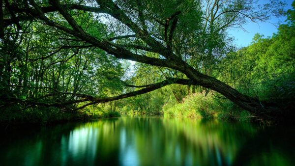 Wallpaper Nature, River, Trees, Reflection, Branches, Green