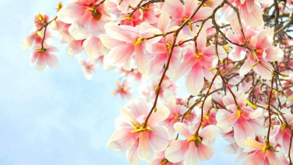 Wallpaper Flowers, Desktop, Blossom, Pink, Magnolia