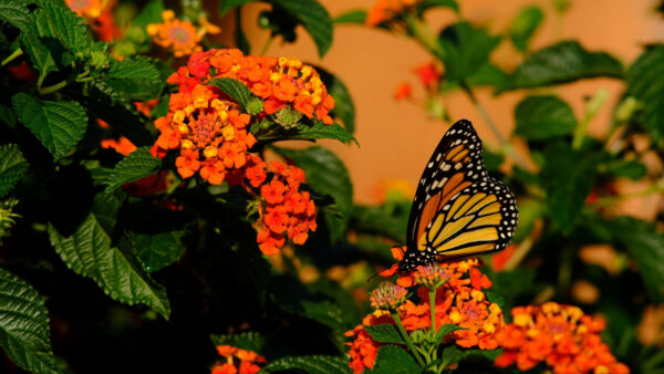 Wallpaper Green, Desktop, Background, Leaves, Flowers, Mobile, Black, Yellow, Butterfly, Colorful