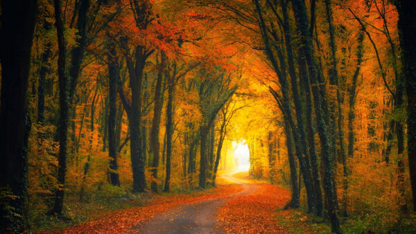 Wallpaper Nature, Fallen, Orange, Trees, Yellow, Between, Road, Fall, Leaves, Autum