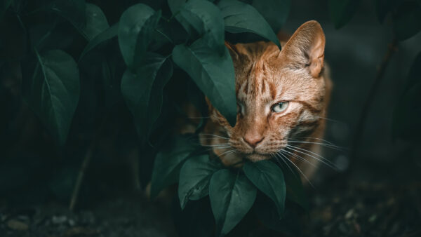 Wallpaper Leaves, Near, Mobile, Cat, White, Green, Standing, Desktop, Eyes, Brown