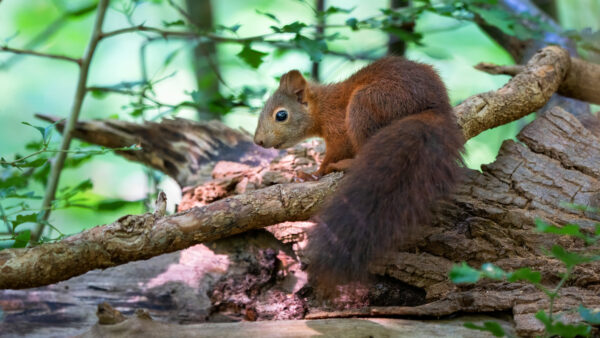 Wallpaper Brown, Mobile, Squirrel, Desktop, Black, With, Eyes