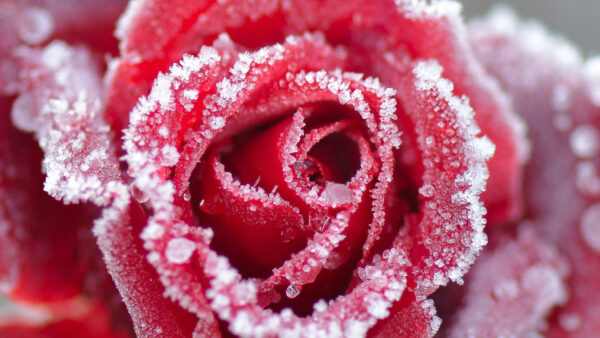 Wallpaper Petal, Frost, Flowers, Flower, Red