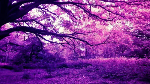 Wallpaper Nature, Trees, View, Purple, Plants, Forest, Scenery