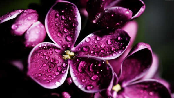 Wallpaper Water, Flowers, Drops, With, Mobile, Black, Background, Desktop, Purple