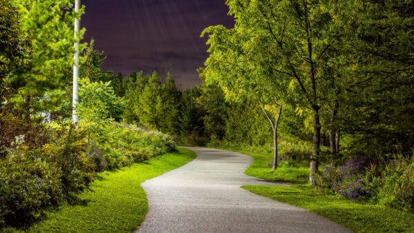 Wallpaper Between, Mobile, Nighttime, Desktop, Grass, Trees, Bushes, Green, Plants, Nature, Lights, During, Road